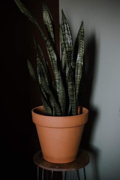 青蛇植物